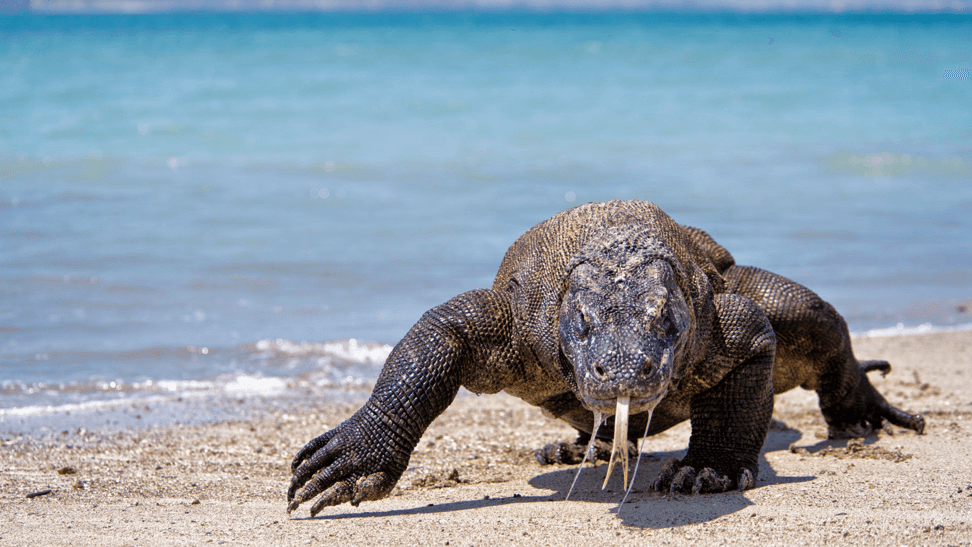 Are These Modern Day Dinosaurs The Answer to Antibiotic Drug Resistance?